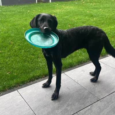 Hundetreffen-Treffen in Kirchhellen-Bild