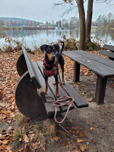 Liebhaber des Deutschen Pinscher gesucht.-Beitrag-Bild