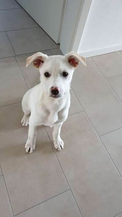 Hundetreffen-Welpen zum spielen gesucht-Bild