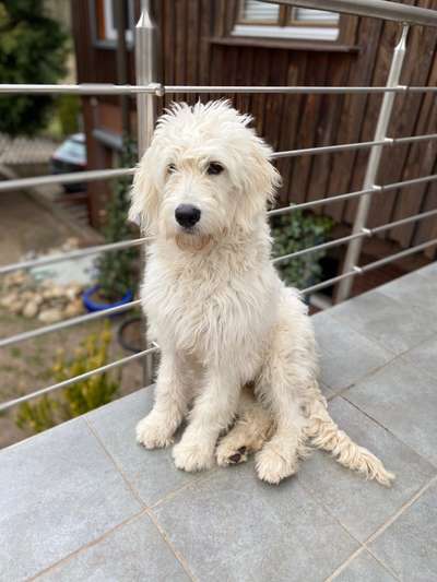 Goldendoodle?-Beitrag-Bild