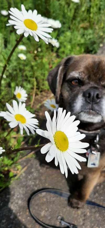 Die Dogorama Monats Challenge "Es grünt und blüht"-Beitrag-Bild