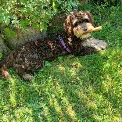 Hundetreffen-Übungstreff mit anderen Hunden-Bild