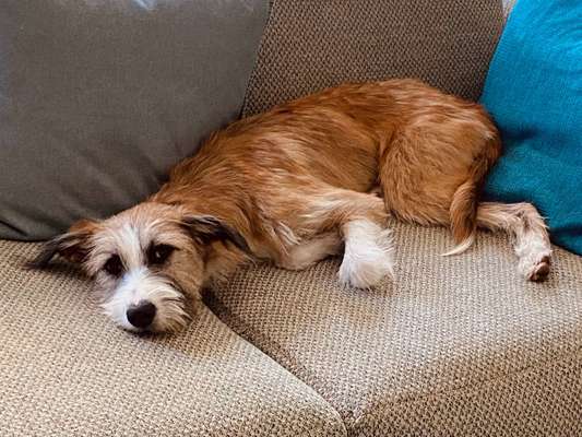 Unsere Fellnasen-Vielfalt im Überblick!-Beitrag-Bild