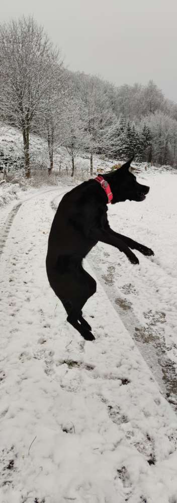 Dogorama Photo Challenge - Hunde in Action-Beitrag-Bild