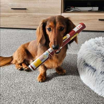 Hundetreffen-Soziale Kontakte gesucht-Bild