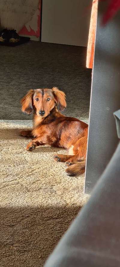 Dogorama Photo Challenge - Hundeblick zum hinschmelzen-Beitrag-Bild