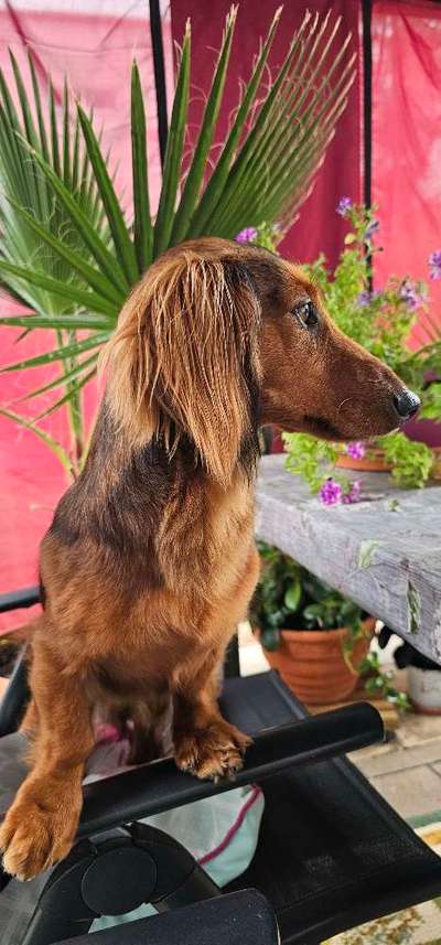 Hundetreffen-Gassitreffen-Bild