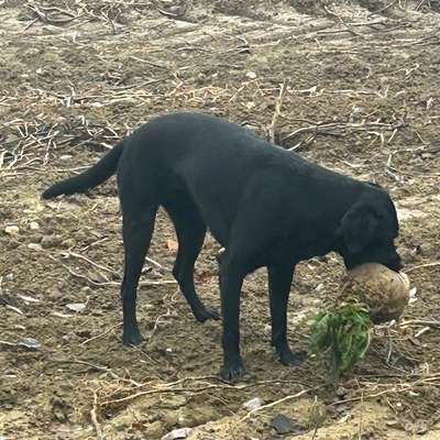 Hundetreffen-Gemeinsame Spaziergänge auf dem Feld (ohne Leine)-Bild