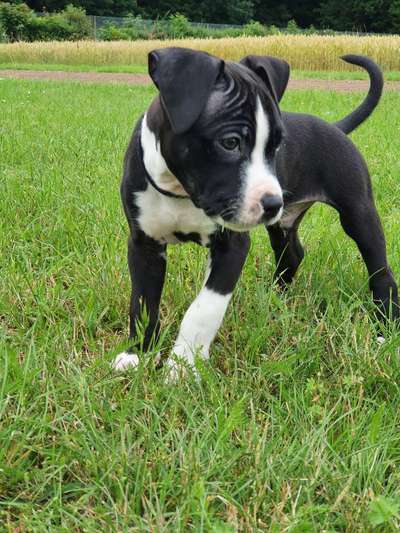 Dogorama Photo Challenge - Hundeblick zum hinschmelzen-Beitrag-Bild