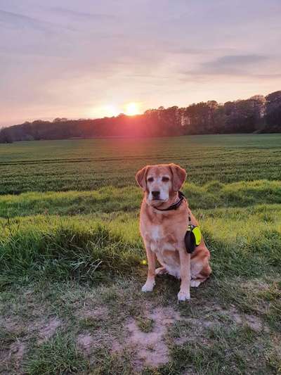 Dogorama Photo Challenge - Hundeblick zum hinschmelzen-Beitrag-Bild