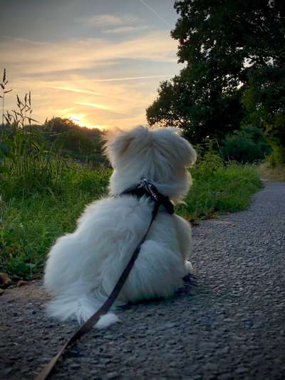 Zeigt mal die schönsten Bilder von euren Hunden !-Beitrag-Bild