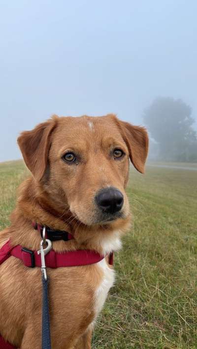 Wo sind die Golden Retriever Liebhaber?-Beitrag-Bild