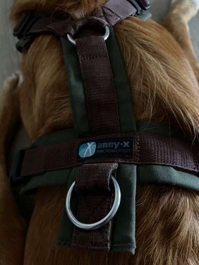 Wo sind die Golden Retriever Liebhaber?-Beitrag-Bild