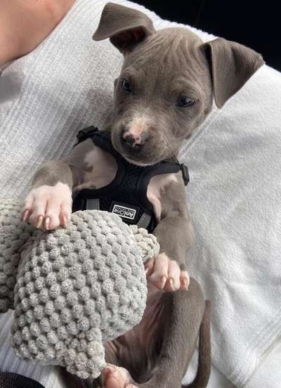 Als Welpen sind sie alle noch süßer-Beitrag-Bild