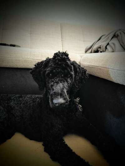 Alles rund um den Pudel-Beitrag-Bild