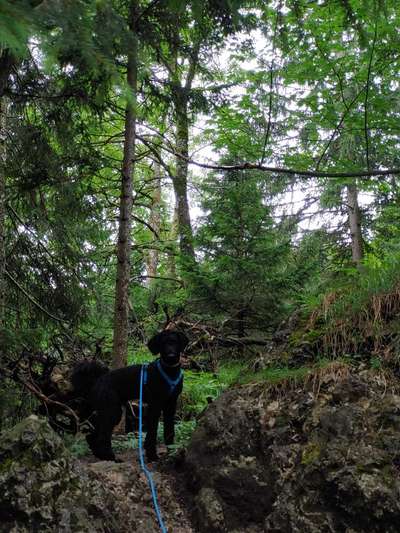 Alles rund um den Pudel-Beitrag-Bild