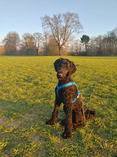 Alles rund um den Pudel-Beitrag-Bild