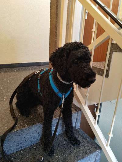 Alles rund um den Pudel-Beitrag-Bild