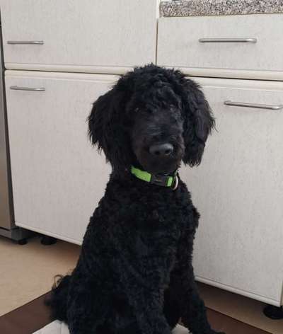 Charakter Pudel-Beitrag-Bild