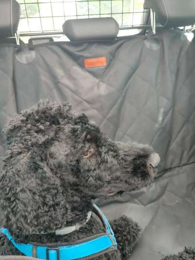 Alles rund um den Pudel-Beitrag-Bild