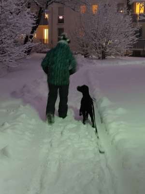 Charakter Pudel-Beitrag-Bild