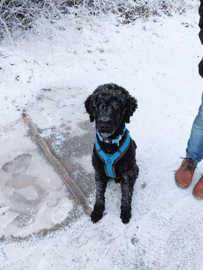 Alles rund um den Pudel-Beitrag-Bild