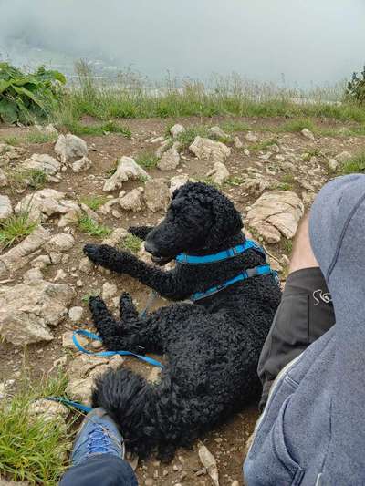 Alles rund um den Pudel-Beitrag-Bild