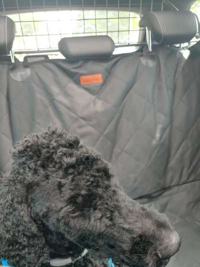 Alles rund um den Pudel-Beitrag-Bild