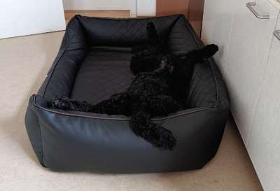 Charakter Pudel-Beitrag-Bild