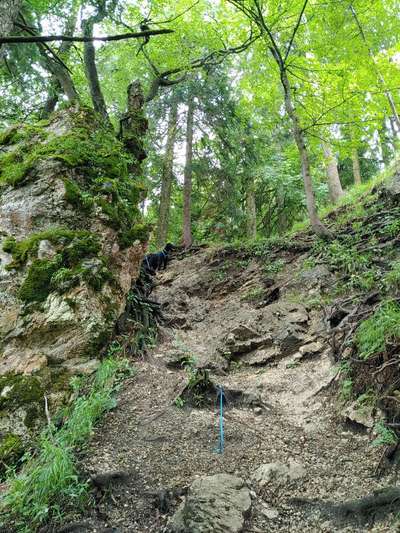 Alles rund um den Pudel-Beitrag-Bild