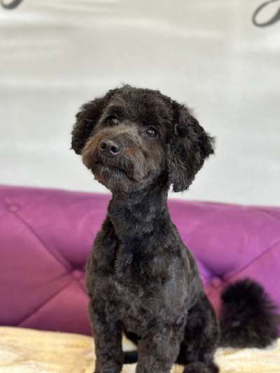 Maltipoo Freunde-Beitrag-Bild