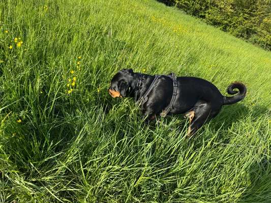 Hundetreffen-Gemeinsame Gassirunde-Bild