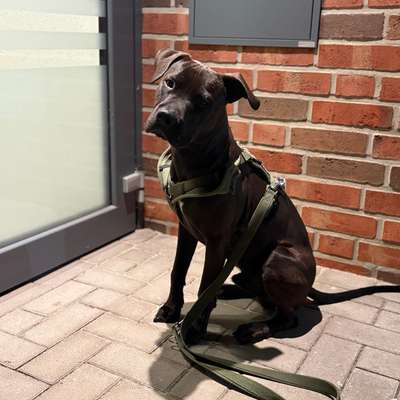 Hundetreffen-Playdate 🤎-Bild