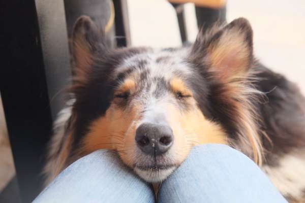 Dogorama Photo Challenge - Hundeblick zum hinschmelzen-Beitrag-Bild