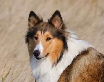 Dogorama Photo Challenge - Hundeblick zum hinschmelzen-Beitrag-Bild