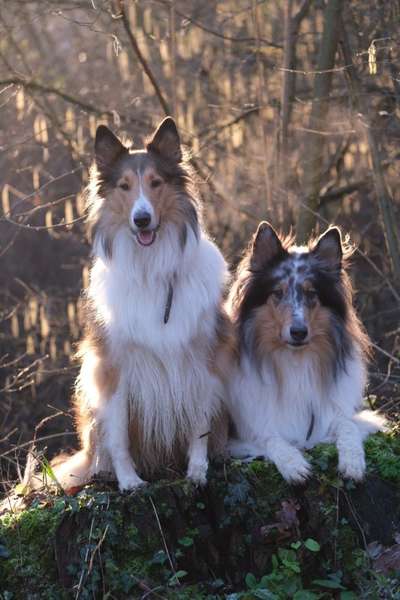Collies gesucht-Beitrag-Bild