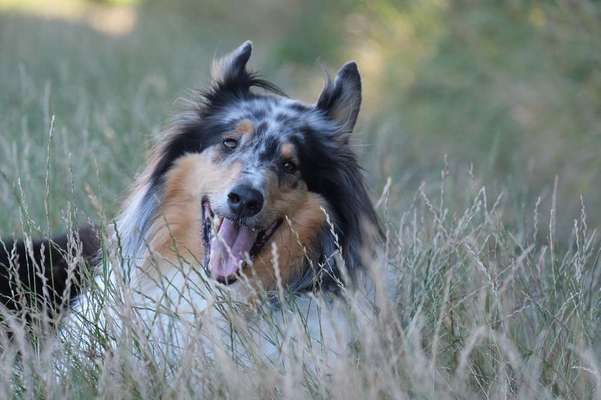 Dein Hund im Dogorama-Kalender 2021-Beitrag-Bild