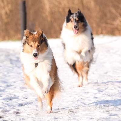 Challenge Nr. 16         Dynamik - Dein Hund in Bewegung-Beitrag-Bild