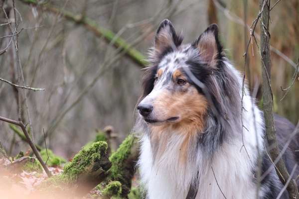 Foto's und Hundemodels-Beitrag-Bild