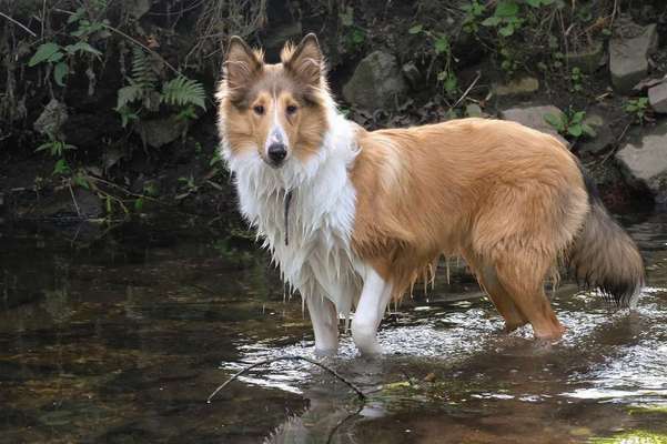 Dein Hund im Dogorama-Kalender 2021-Beitrag-Bild