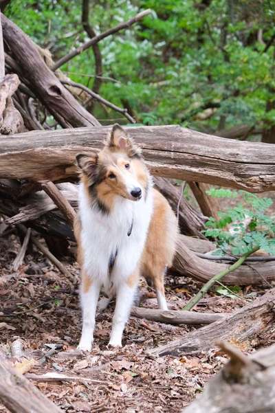 Foto's und Hundemodels-Beitrag-Bild