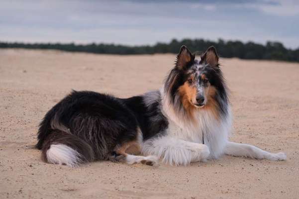 Foto's und Hundemodels-Beitrag-Bild