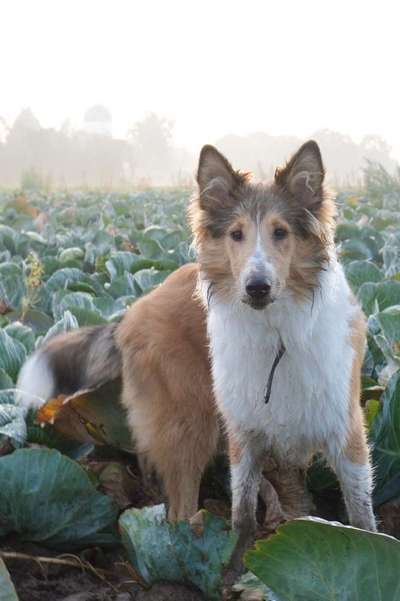 Dein Hund im Dogorama-Kalender 2021-Beitrag-Bild