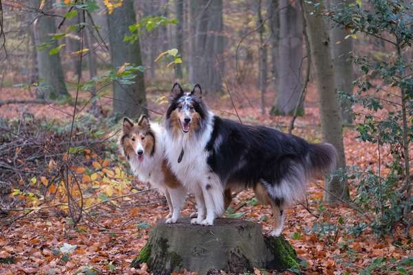 Foto's und Hundemodels-Beitrag-Bild