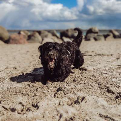 Die Dogorama Wochen Challenge: “Dein Hund im Urlaub”-Beitrag-Bild