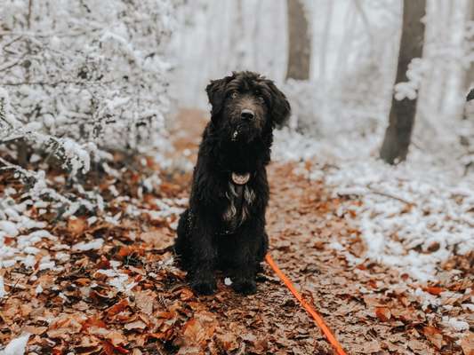 Fotochallenge No. 26                                     Wald und Wiese-Beitrag-Bild