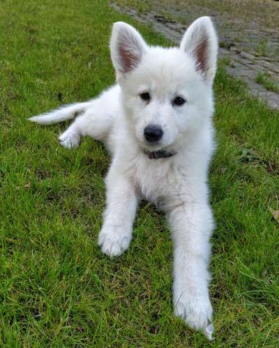 Weißer Schweizer Schäferhund-Beitrag-Bild