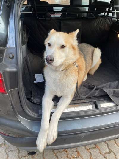 Hundetreffen-Spielrunde bei Nando-Bild