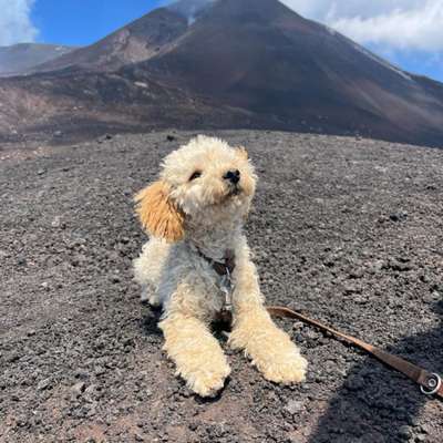 Hundetreffen-Gemeinsames üben und Social Walk-Bild