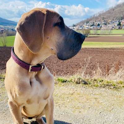 Hundetreffen-Hunde treffen bei Zierenberg und Umgebung-Bild